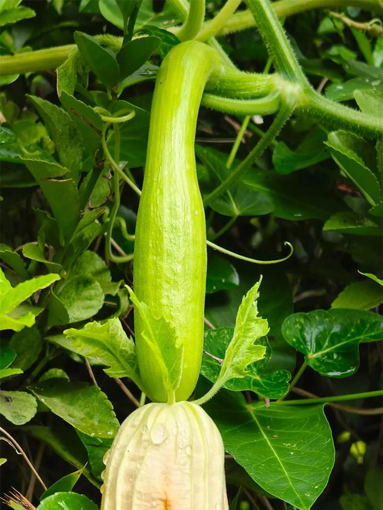 Giant Kan Gua Squash