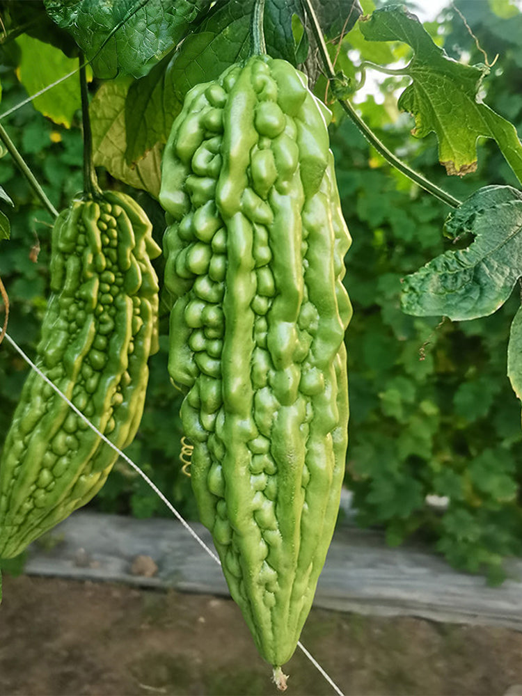 'Jiemei No.6' Bitter Gourd
