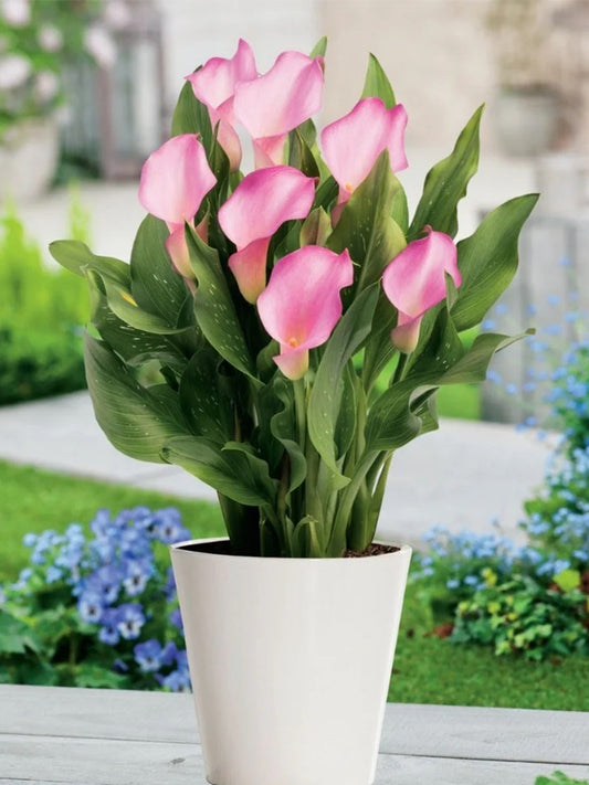 'Dreamland' Calla Lily