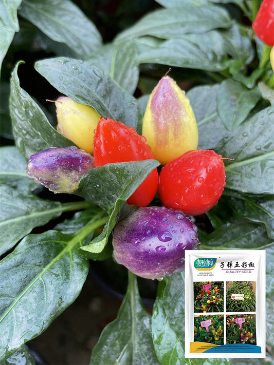 Ornamental Peppers (Capsicum annuum)