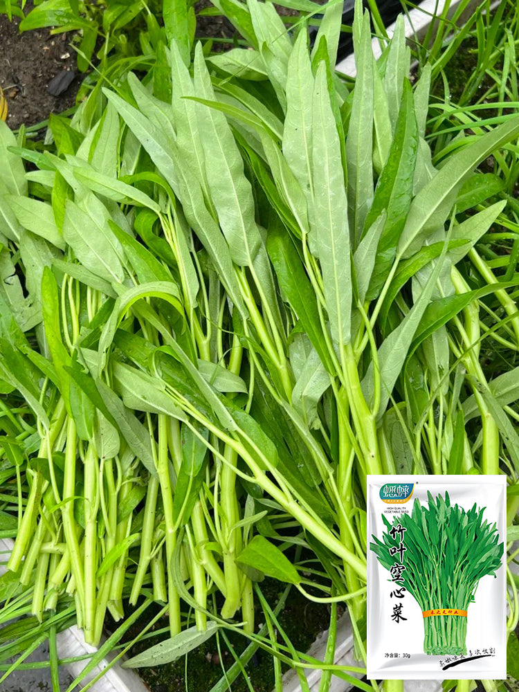 Bamboo Leaf Water Spinach