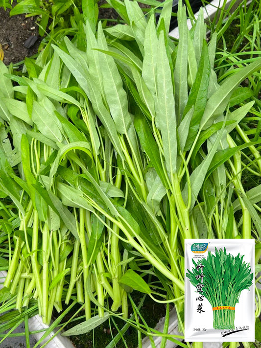 Bamboo Leaf Water Spinach