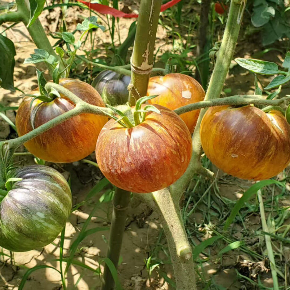 446 Alice's Dream Tomato