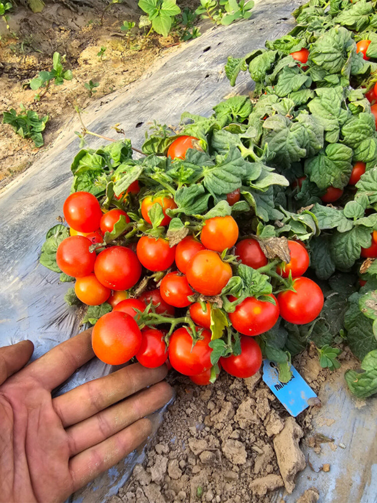 841 MiniBell Red Tomato