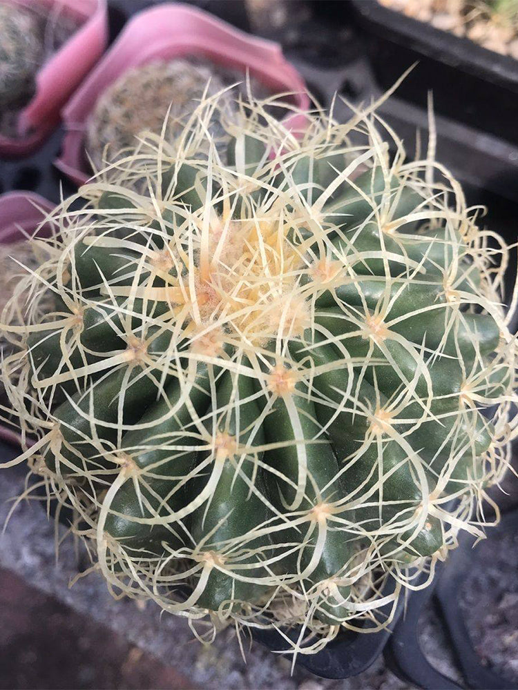 Kroenleinia grusonii 'Intertextus'