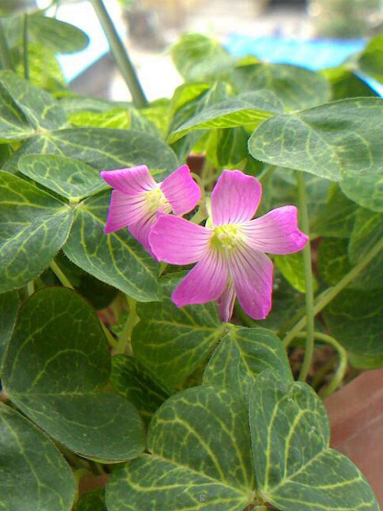 Oxalis corymbosa 'Aureo-reticulata'