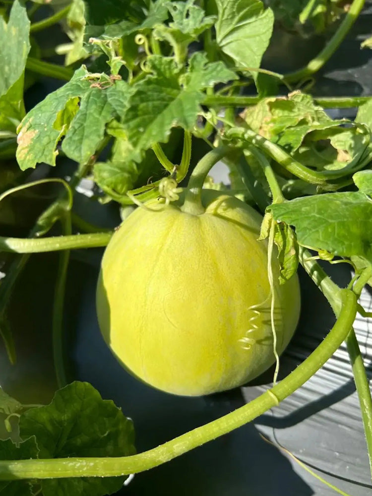 Sanjiang Tianbao Muskmelon