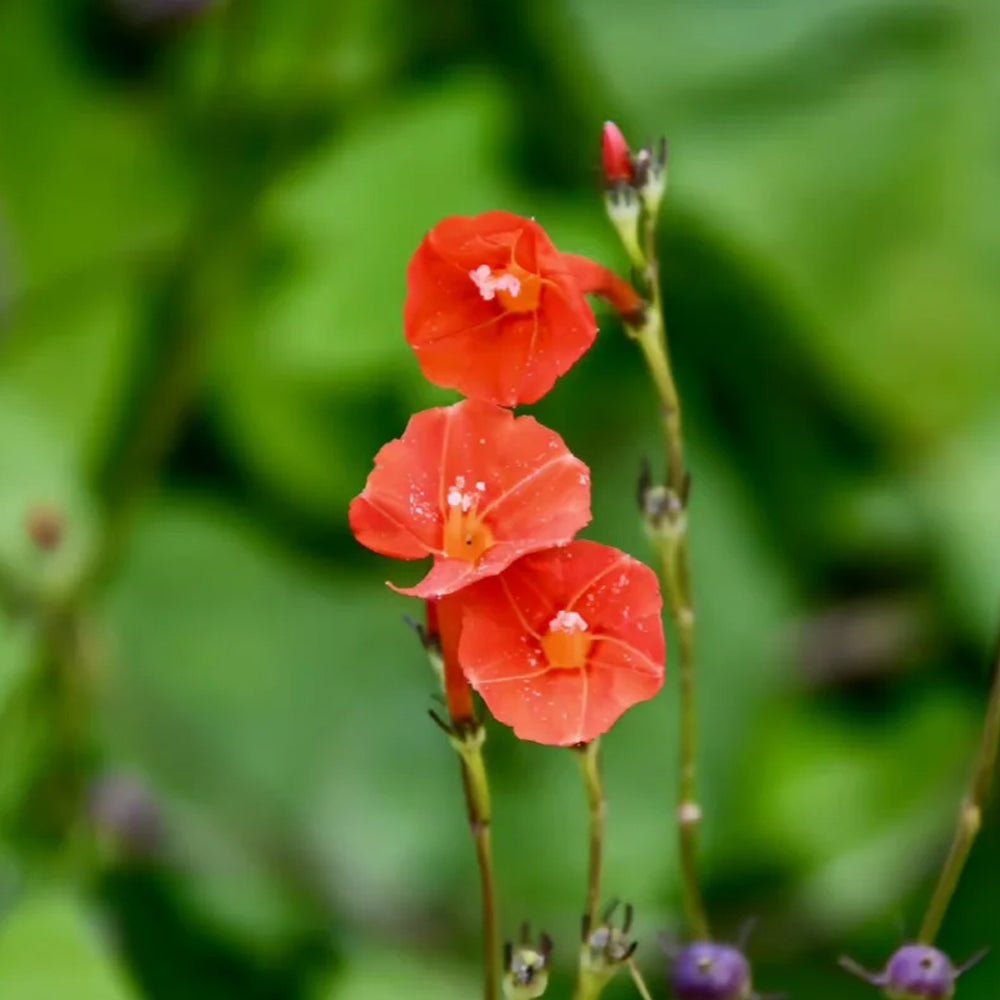 W956 Orange-Red Roundleaf Morning Glory