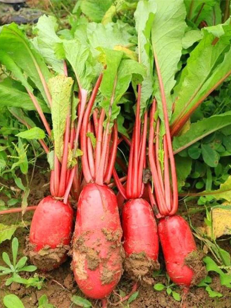 'Guanhong No.3' Radish