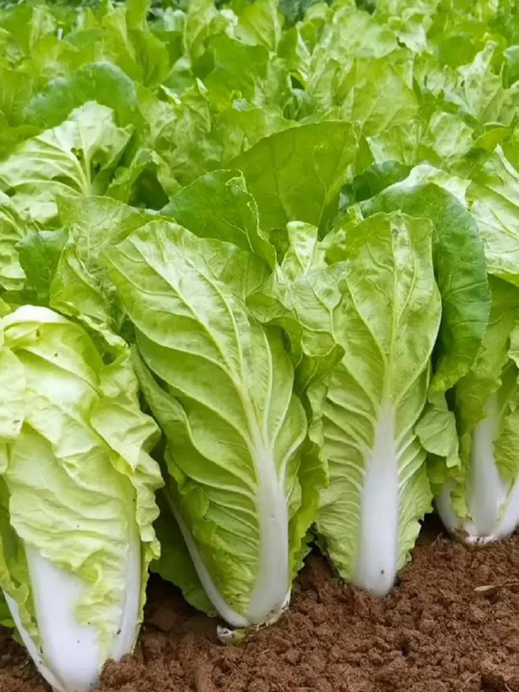 Fast Growing Pak Choi