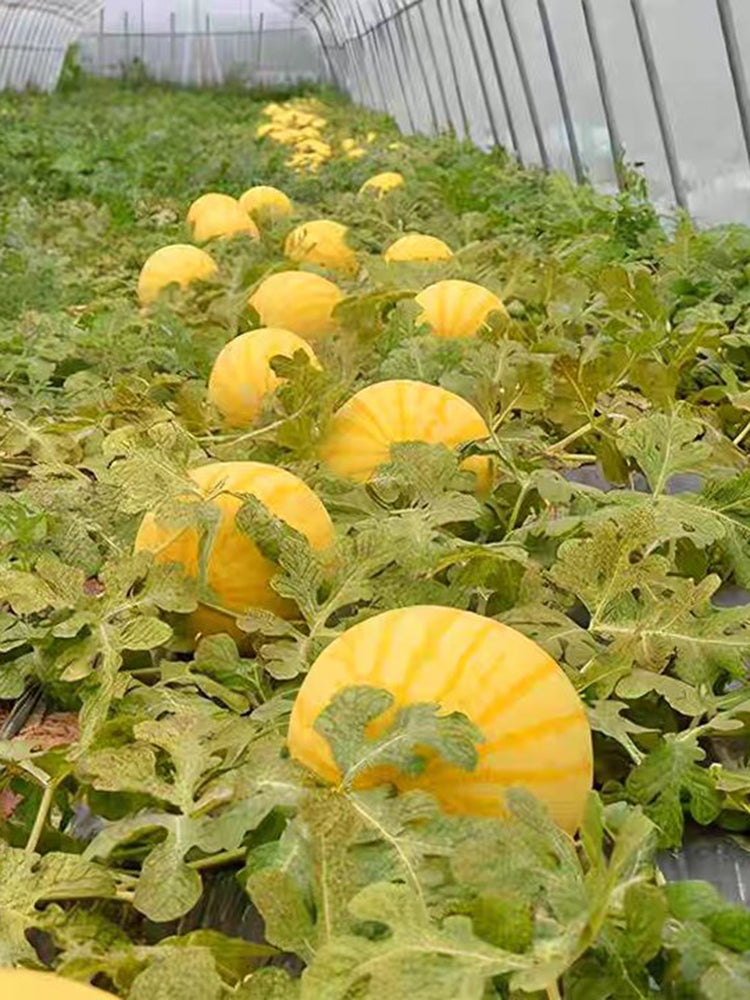 'Jinling 03 Golden' Round Watermelon