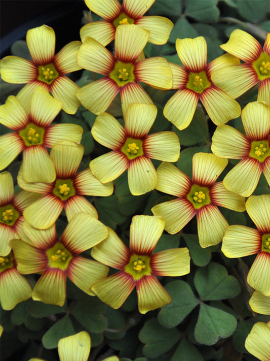 Oxalis obtusa Series Bulb - 'Fire Bird'