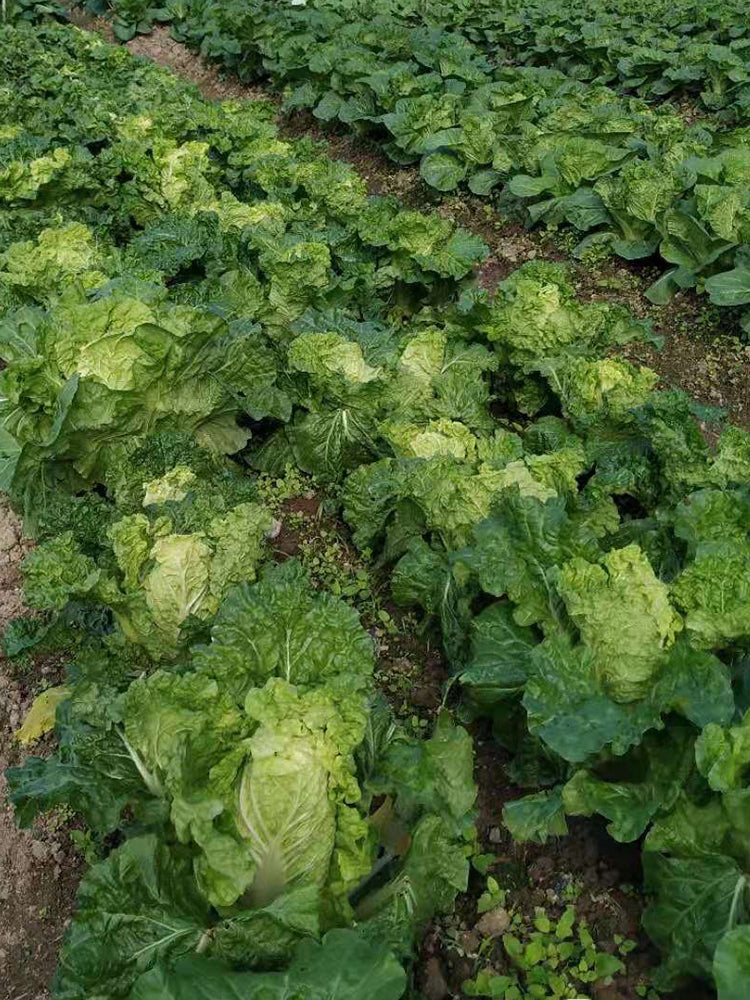 Golden Summer Crown Cabbage