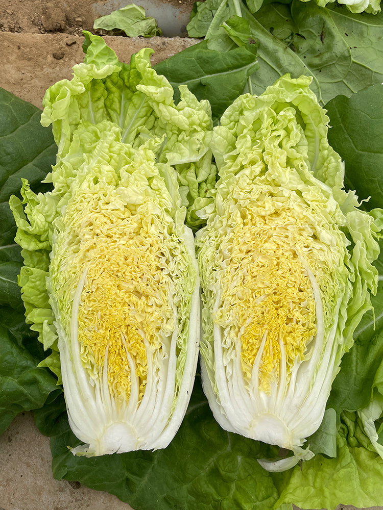 'Jiaoyan Guifei' Baby Cabbage