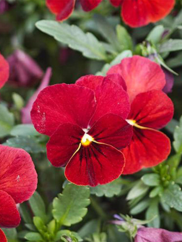 Hezhichun Pansy 'Vermilion Mole'