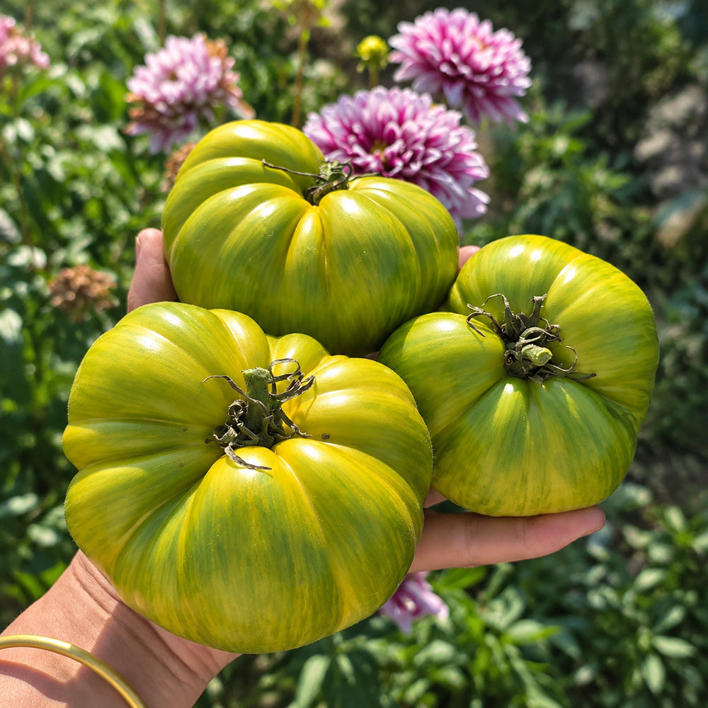 305 Dwarf Rebel Yellow-Green F4 Tomato