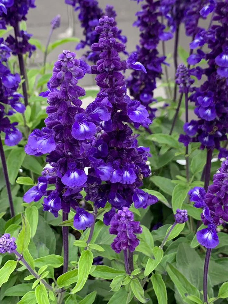 Hezhichun Blue Sage