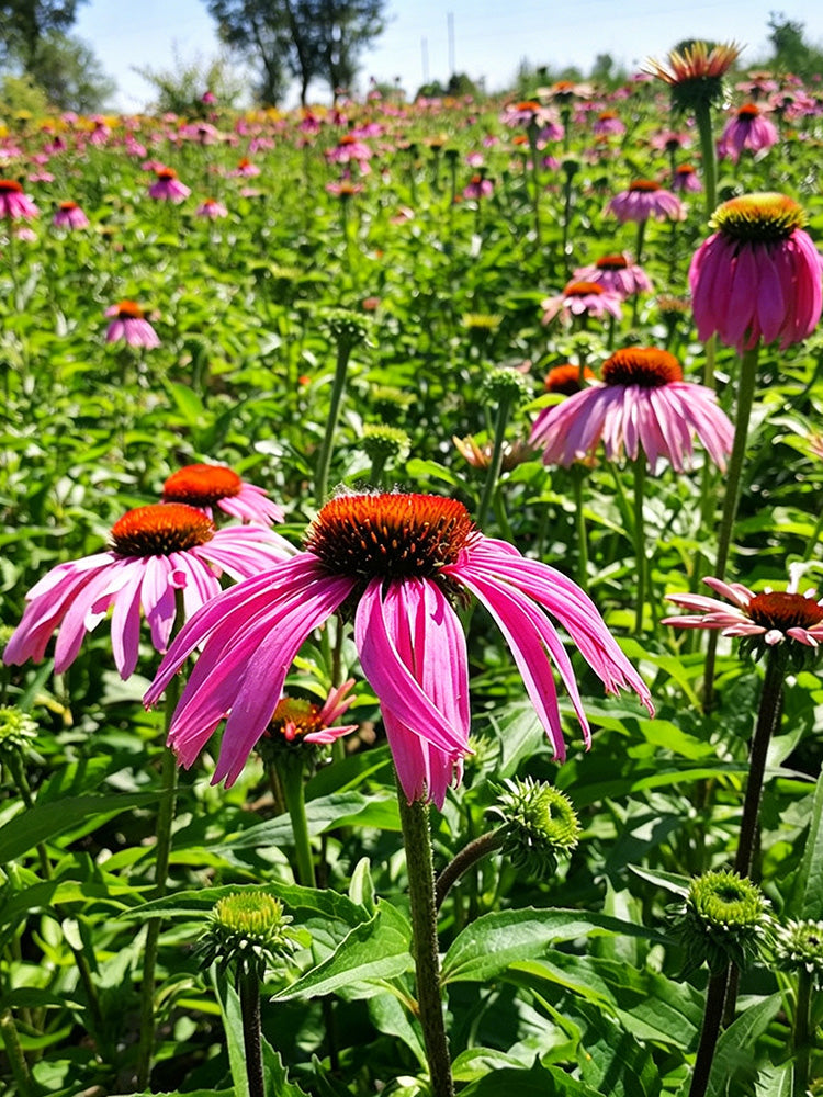 Purple Coneflower