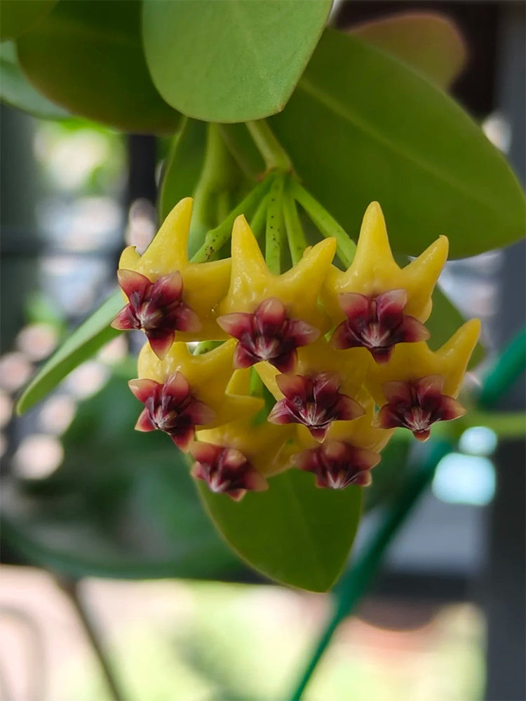 Hoya cumingiana Unrooted Stem Cuttings