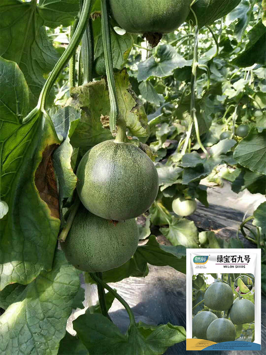 Emerald No.9' Dark Green Sweet Melons
