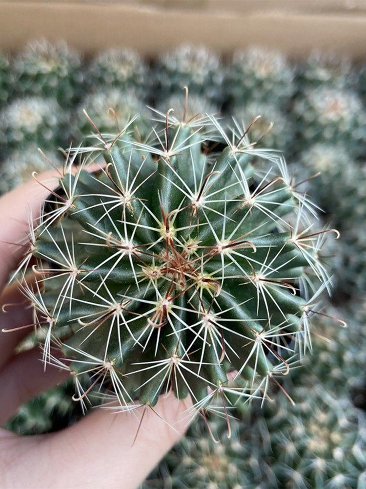 Thelocactus setispinus