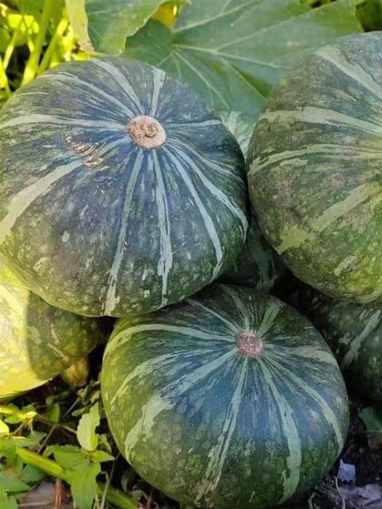 Sweet Chestnut No.2 Pumpkin