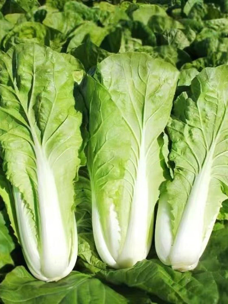 Fast Growing Pak Choi