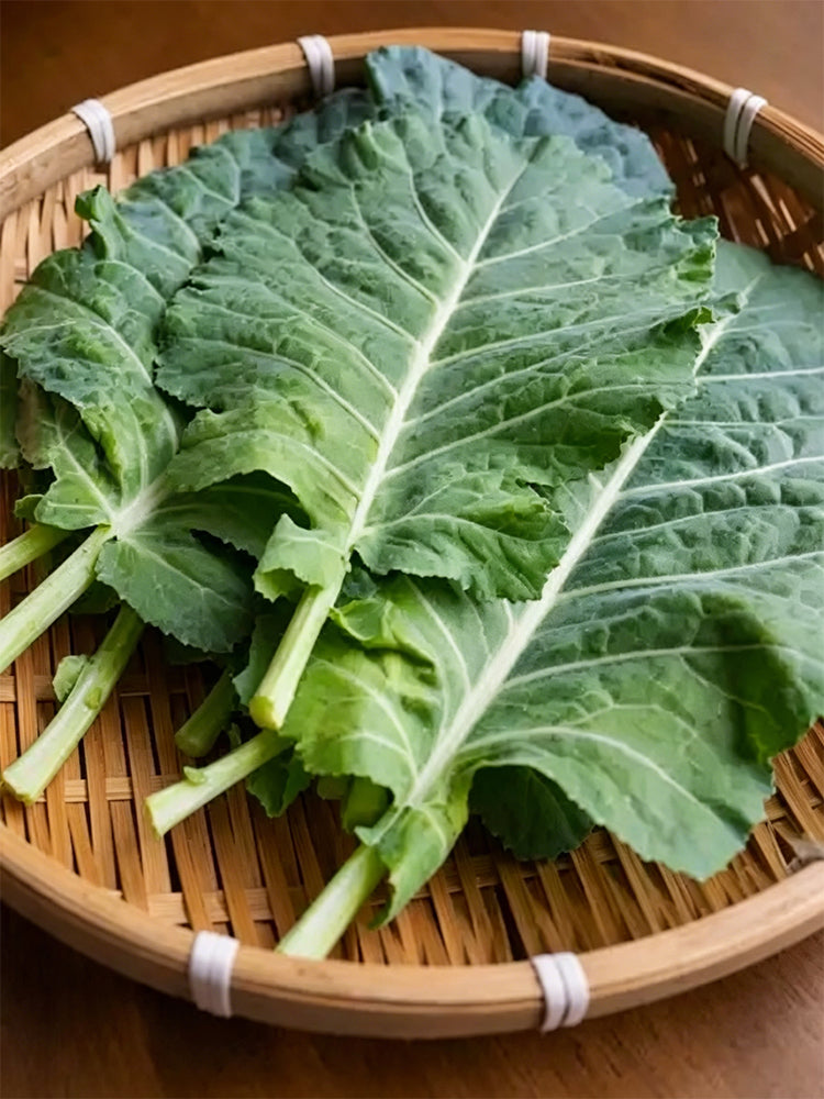 Yuanfeng Leaf Cabbage Hybrid