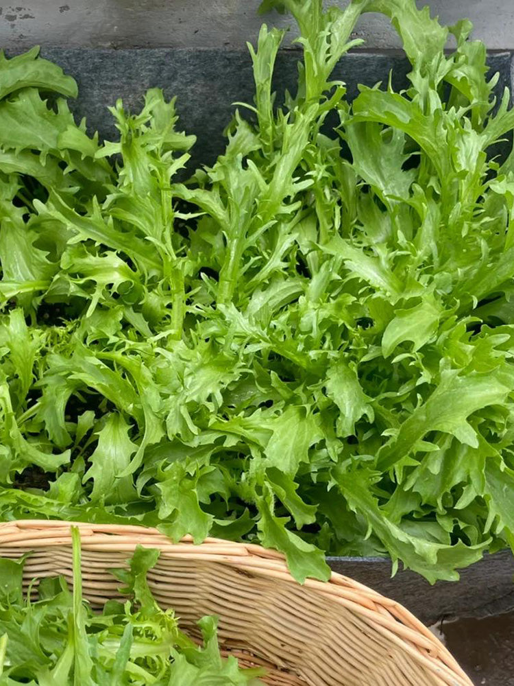 Curly Endive