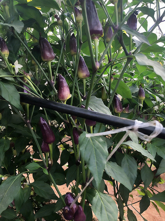 Purple Tower Facing-Heaven Pepper