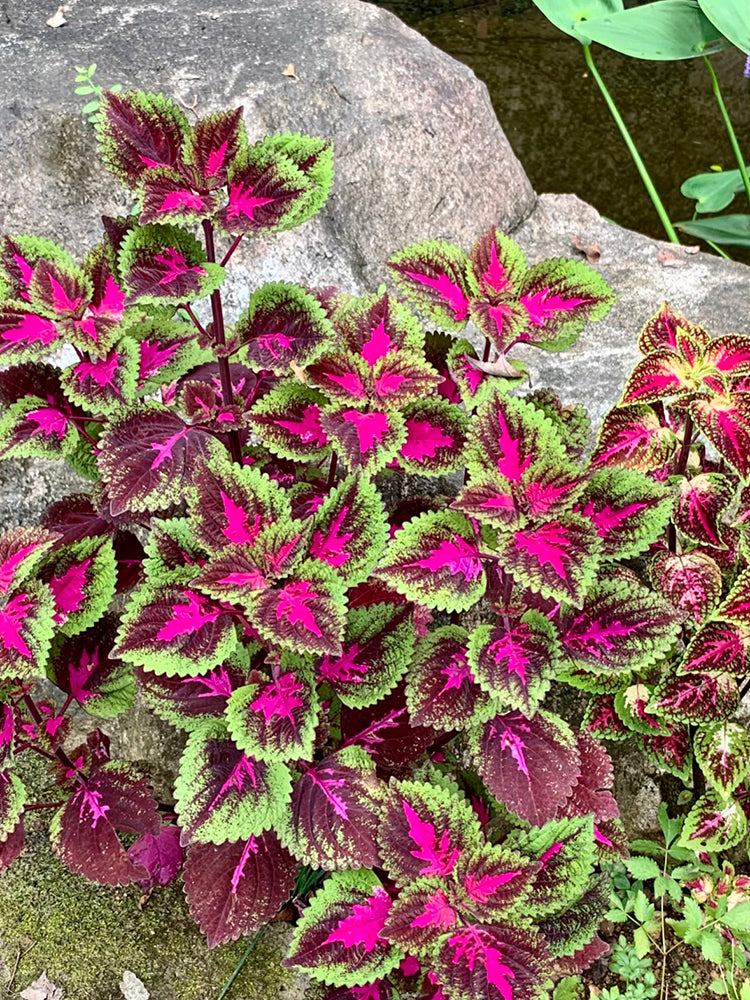 Garden Coleus Mixed