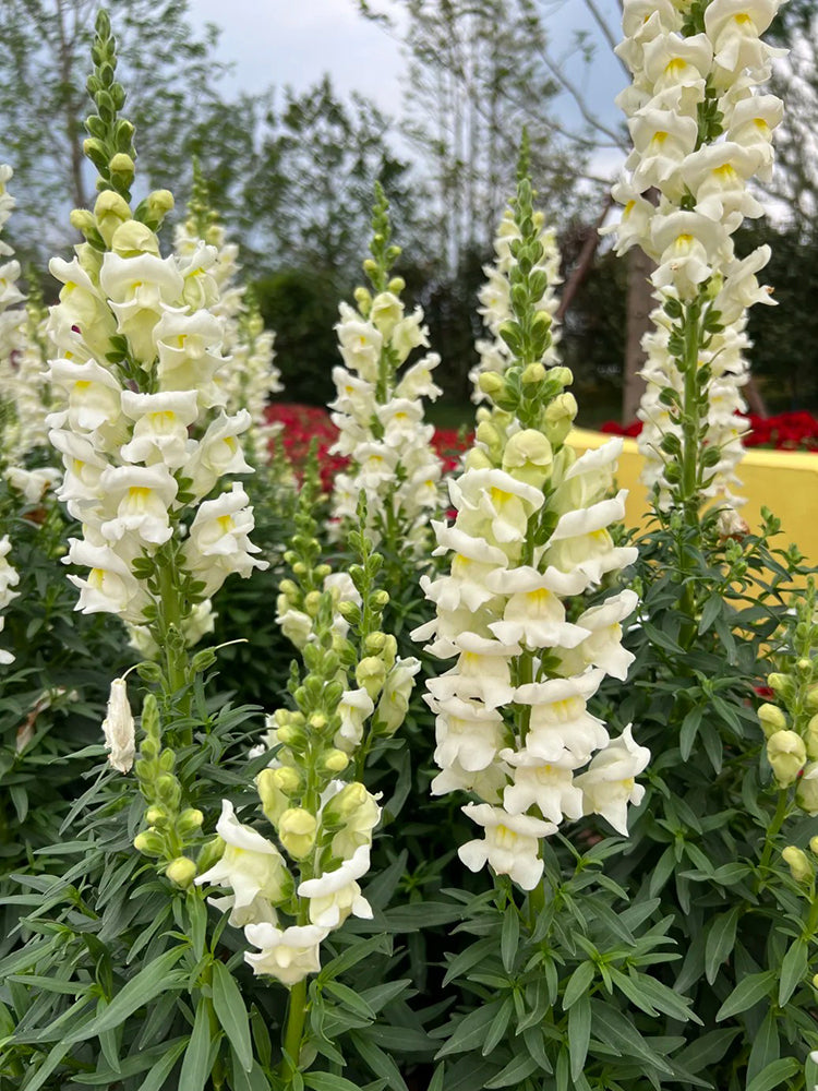 Madame Butterfly White Snapdragon