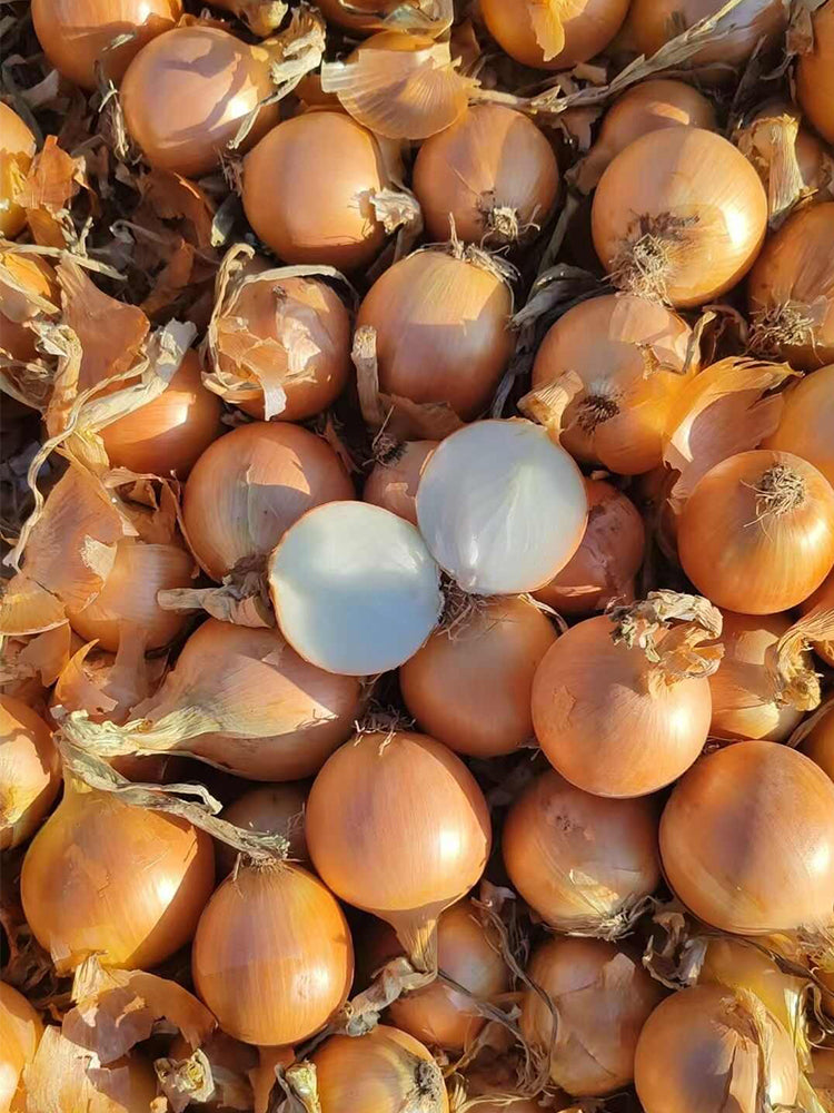 Imperial Topaz' Yellow Onion (Allium cepa L.)
