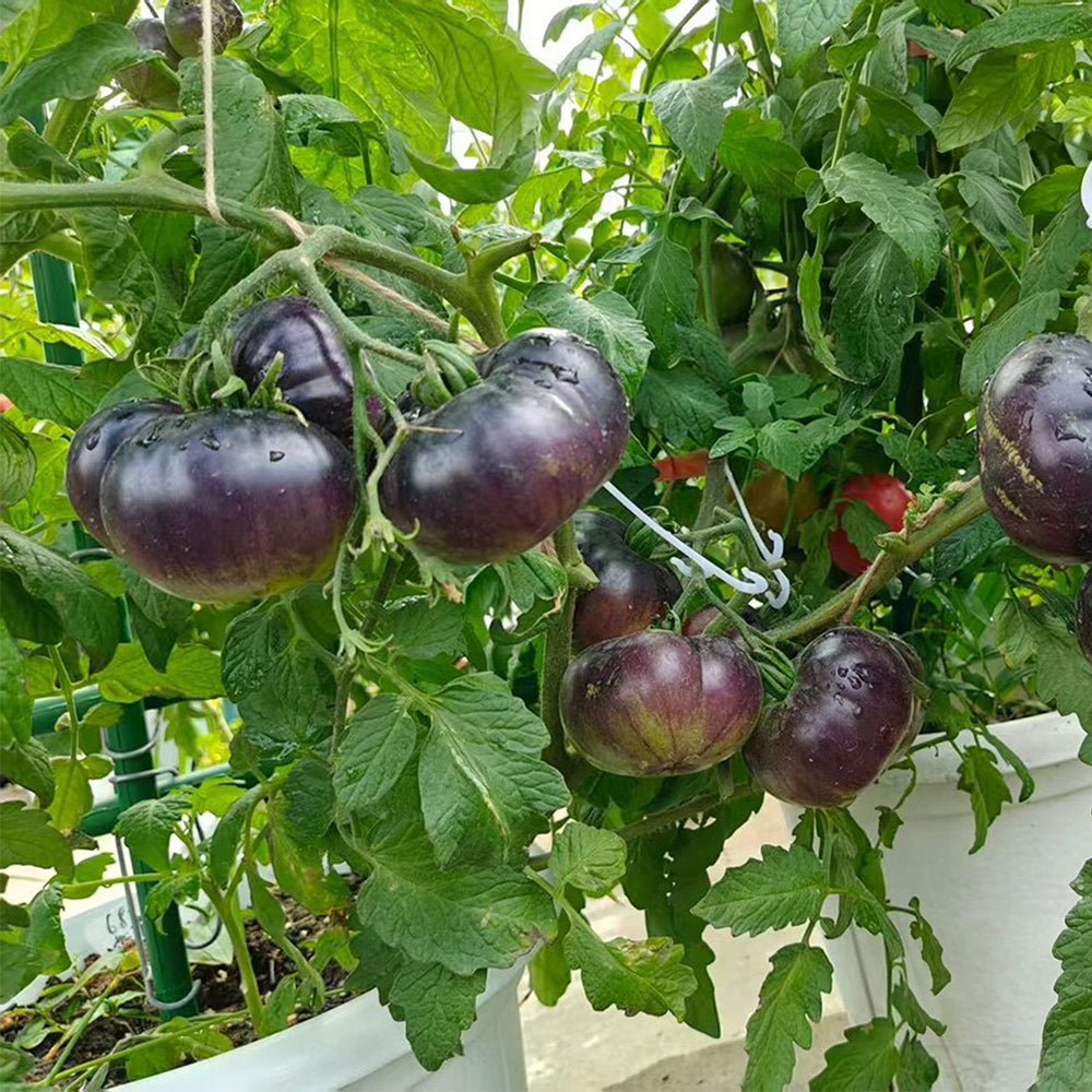 688 Blueberry Dessert Tomato