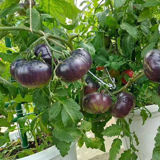 688 Blueberry Dessert Tomato
