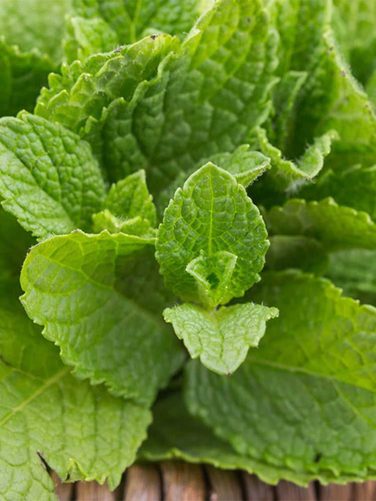 Spearmint (Mentha spicata L.)
