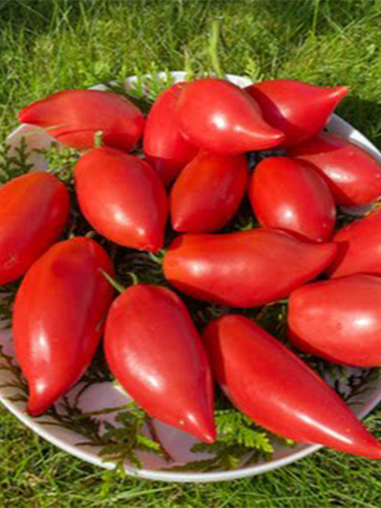 963 Sultan Pink Shoes Tomato
