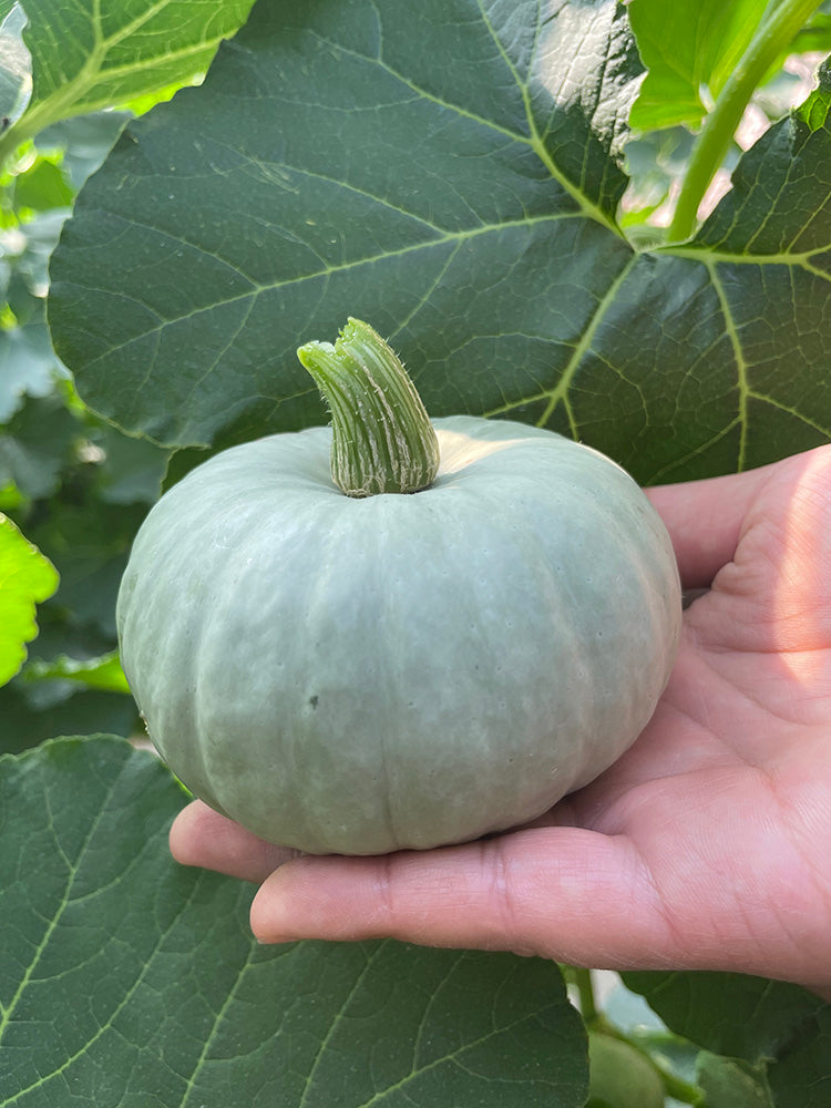 Silver Baby Chestnut Pumpkin
