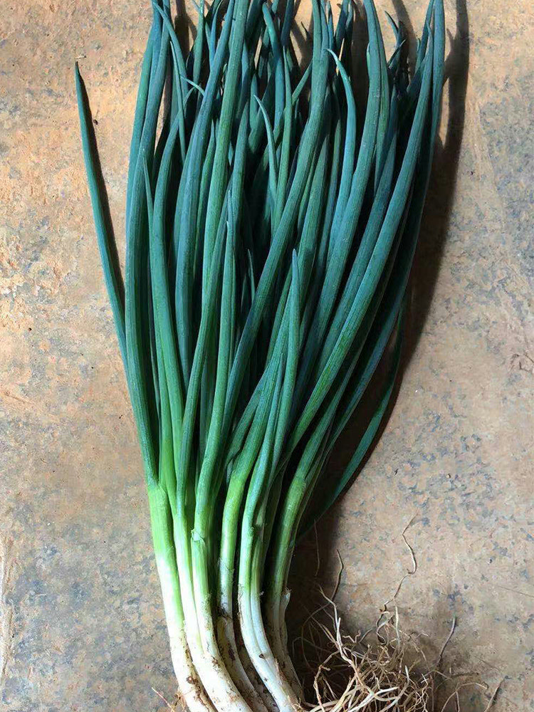 Jiemei Black-leaf Chives