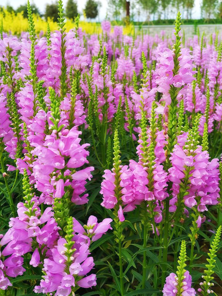 Pink Obedient Plant