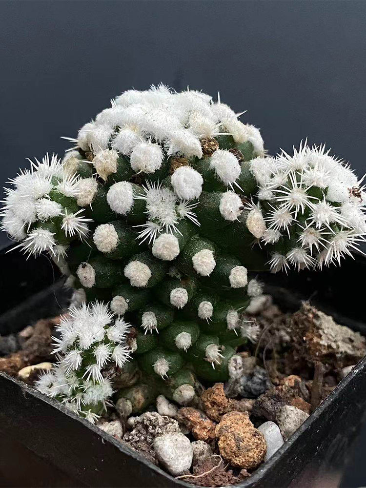 Mammillaria gracilis 'Arizona Snowcap'