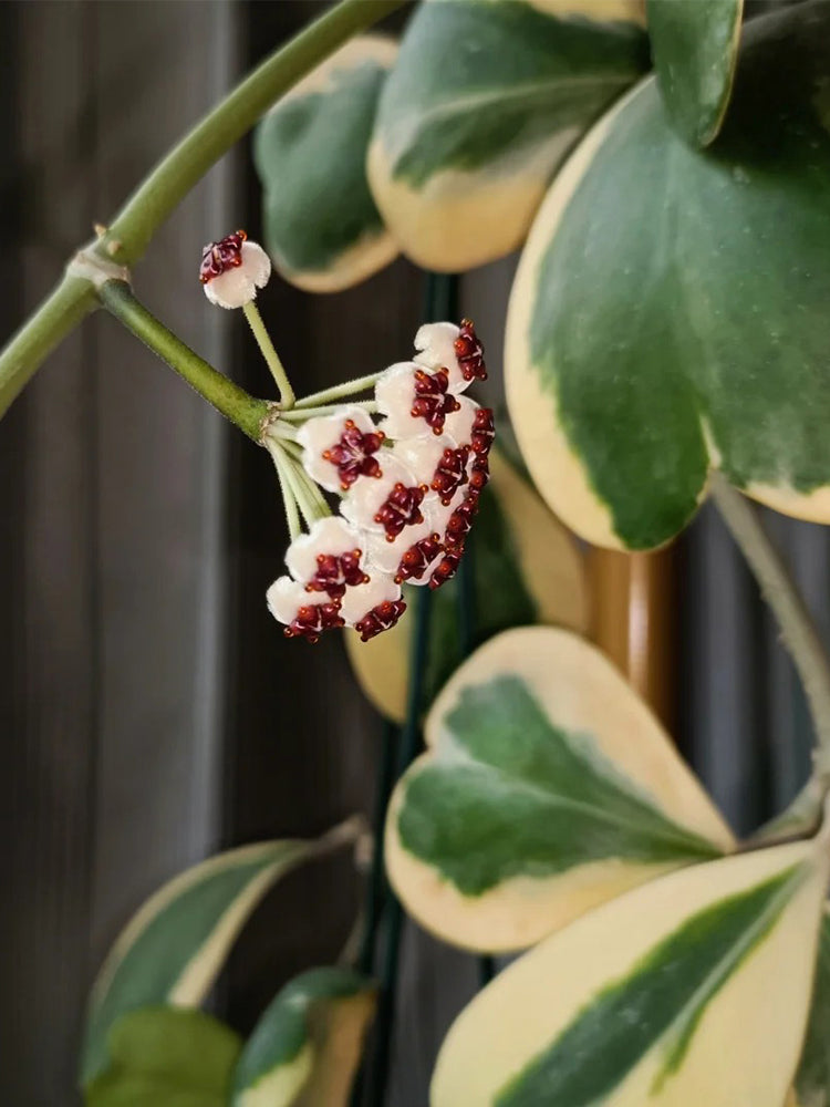 Hoya kerrii 'Albomarginata' Unrooted Stem Cuttings