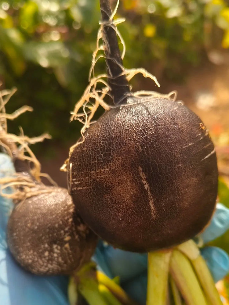Black Skin Cherry Radish