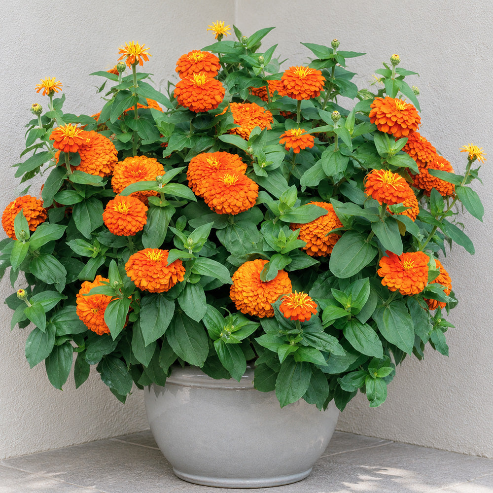 W1352 Large-Flowered Orange Zinnia