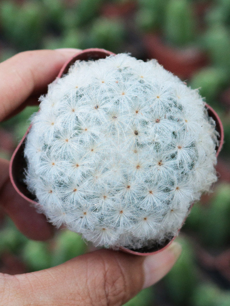 Feather Cactus (Mammillaria plumosa)