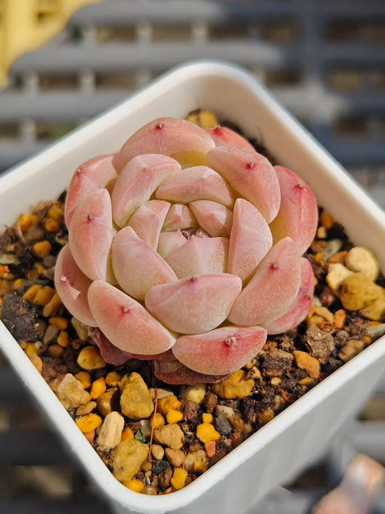 Echeveria 'Peach Pride'‌