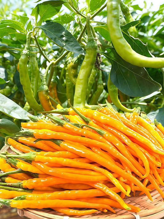 Golden Tribute Pepper