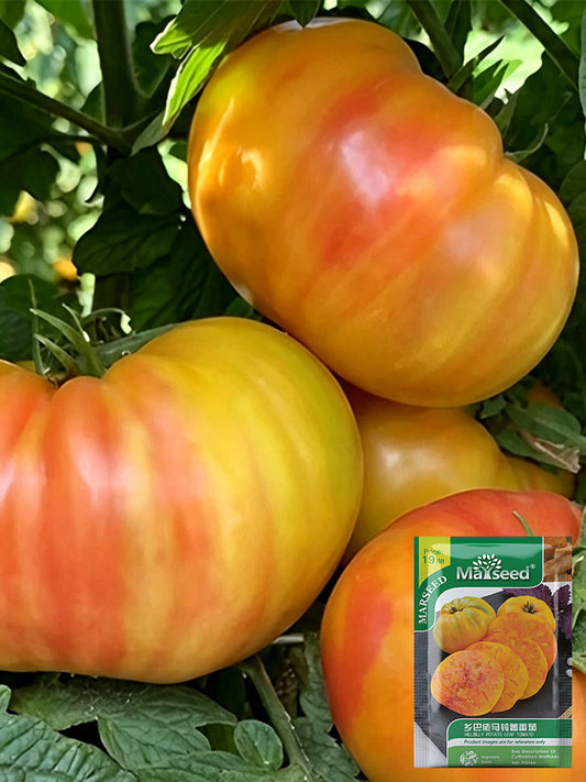 Hillbilly Potato Leaf Tomato