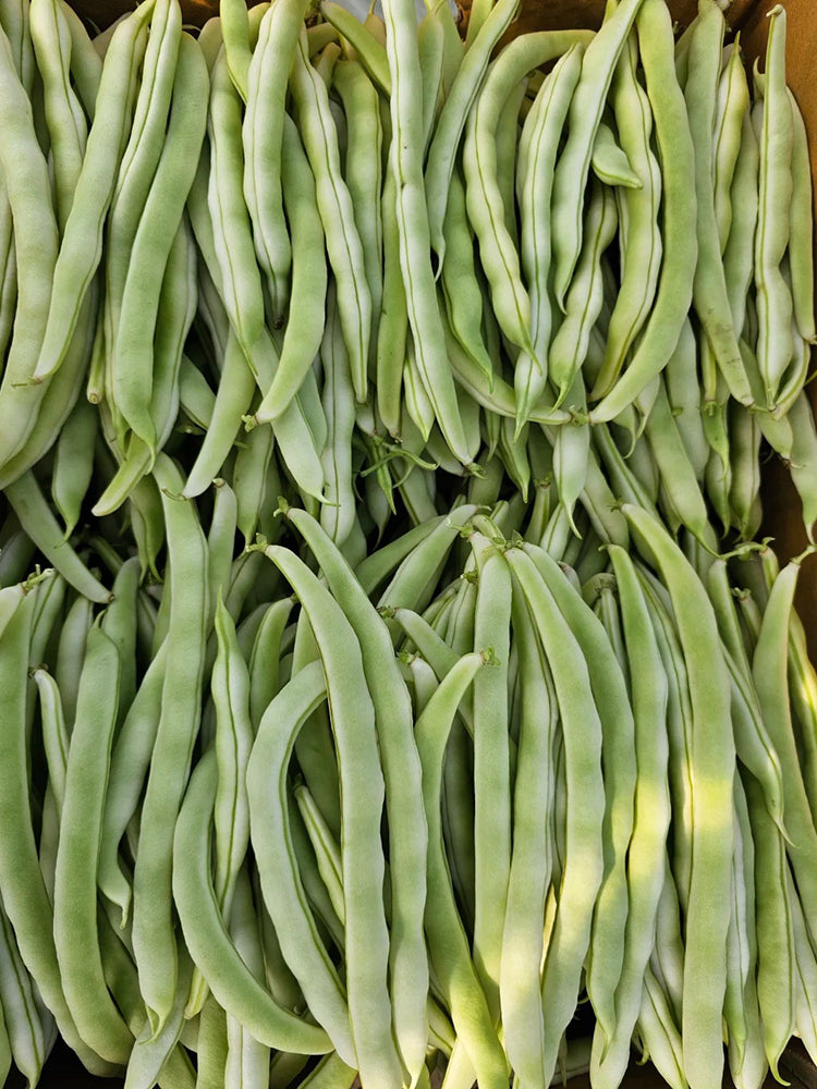 Bai Fumei Pole Bean
