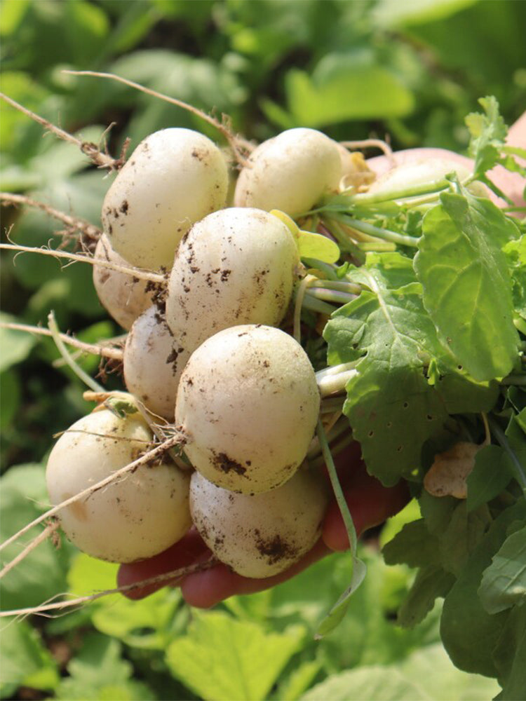Dongsheng Baby Turnip